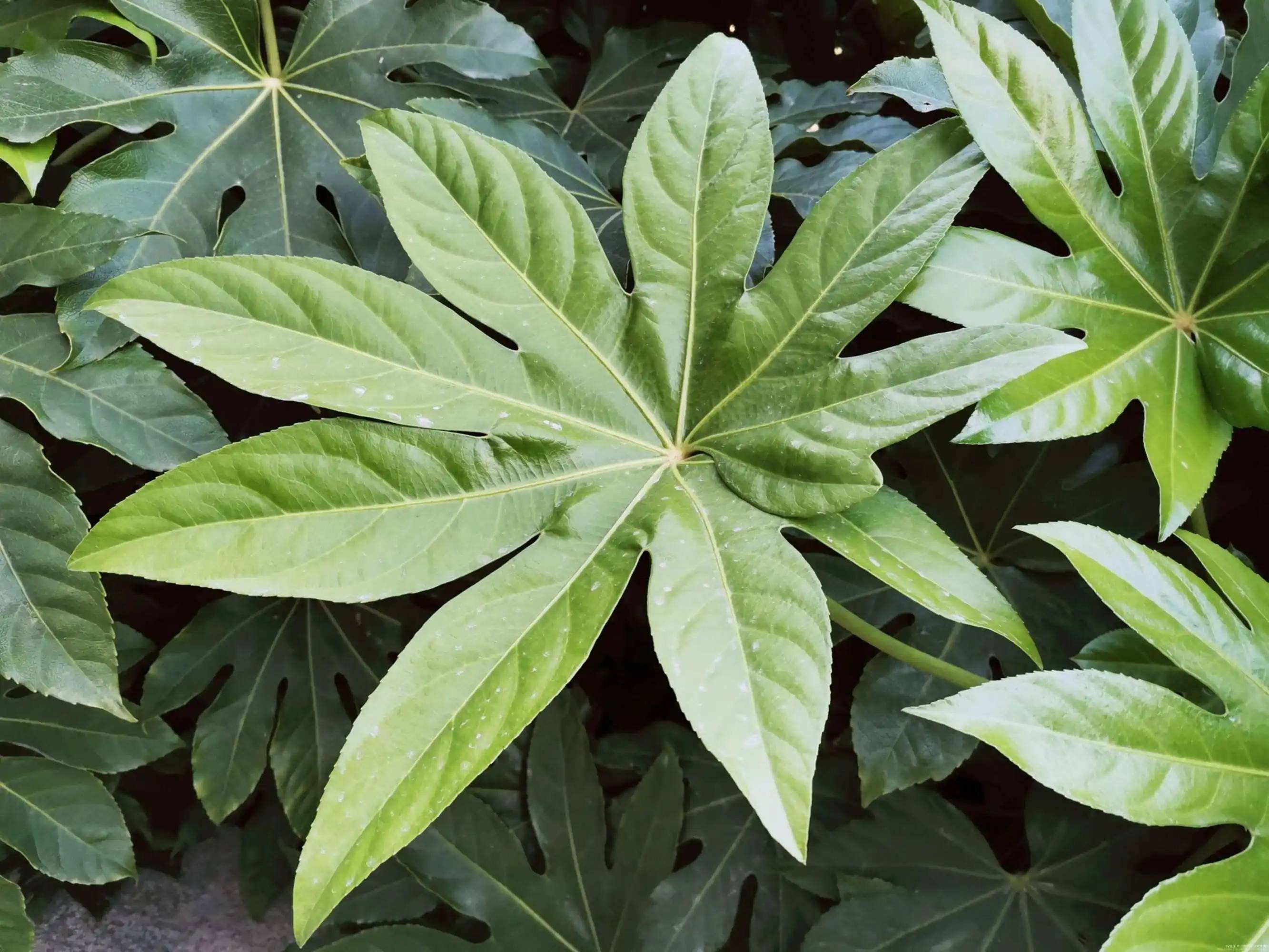 怎么正确养护,八角金盘,保证温度很重要_叶子_叶片_进行