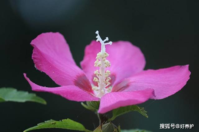 朝开暮落的木槿花 为什么被称为 无穷花 开花 植株 寓意