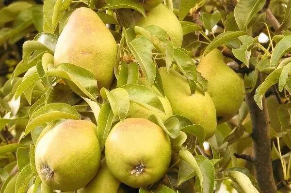 厉害了吴堡青梨获国家地理标志证明商标