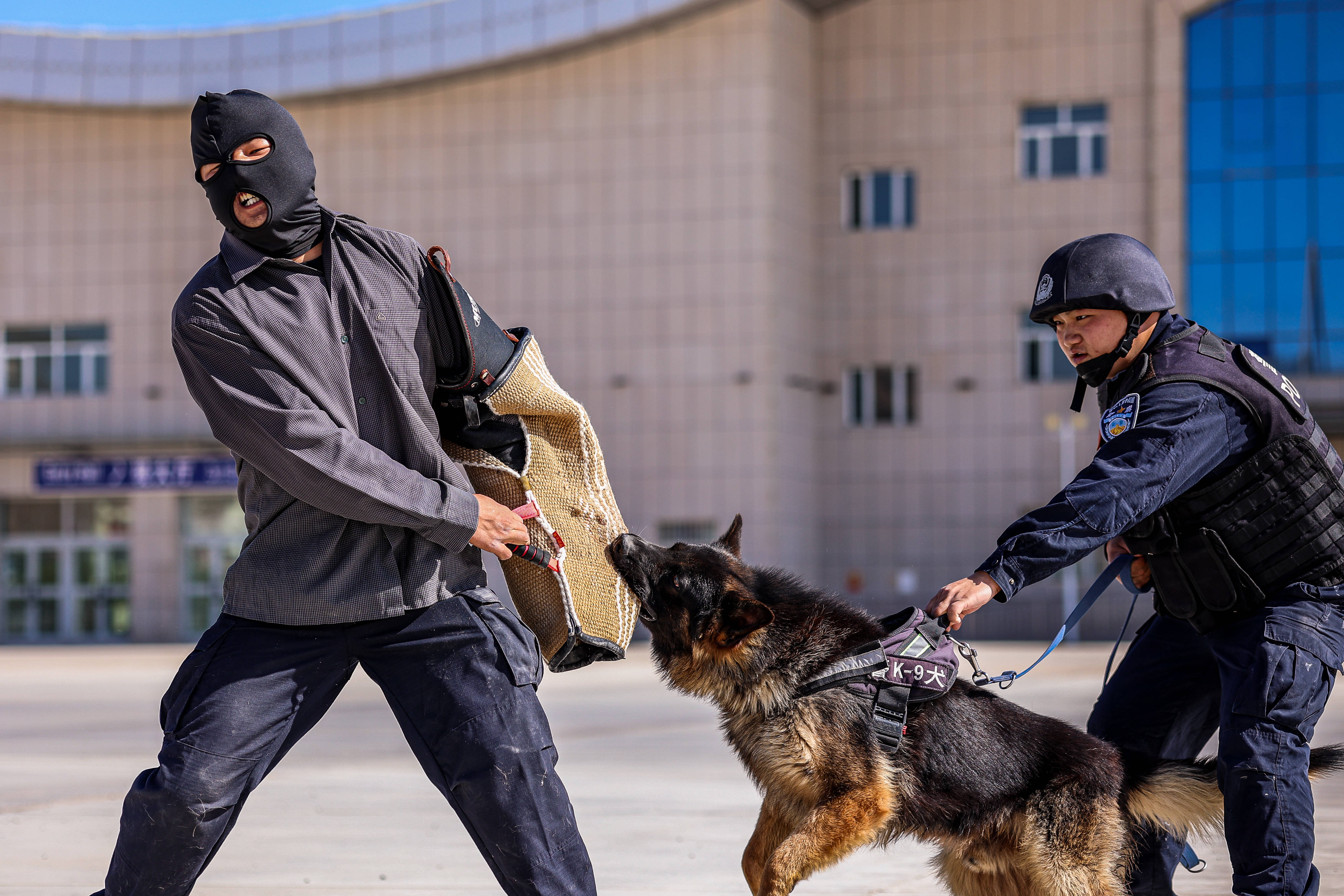 夏日练兵忙警犬不服暑