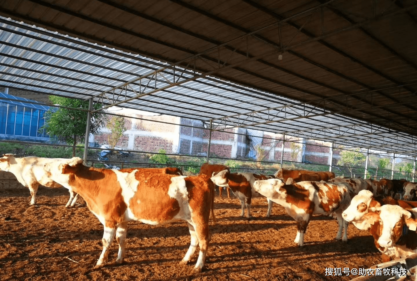 广西中小肉牛养殖场普遍采用薄垫料生物发酵床技术