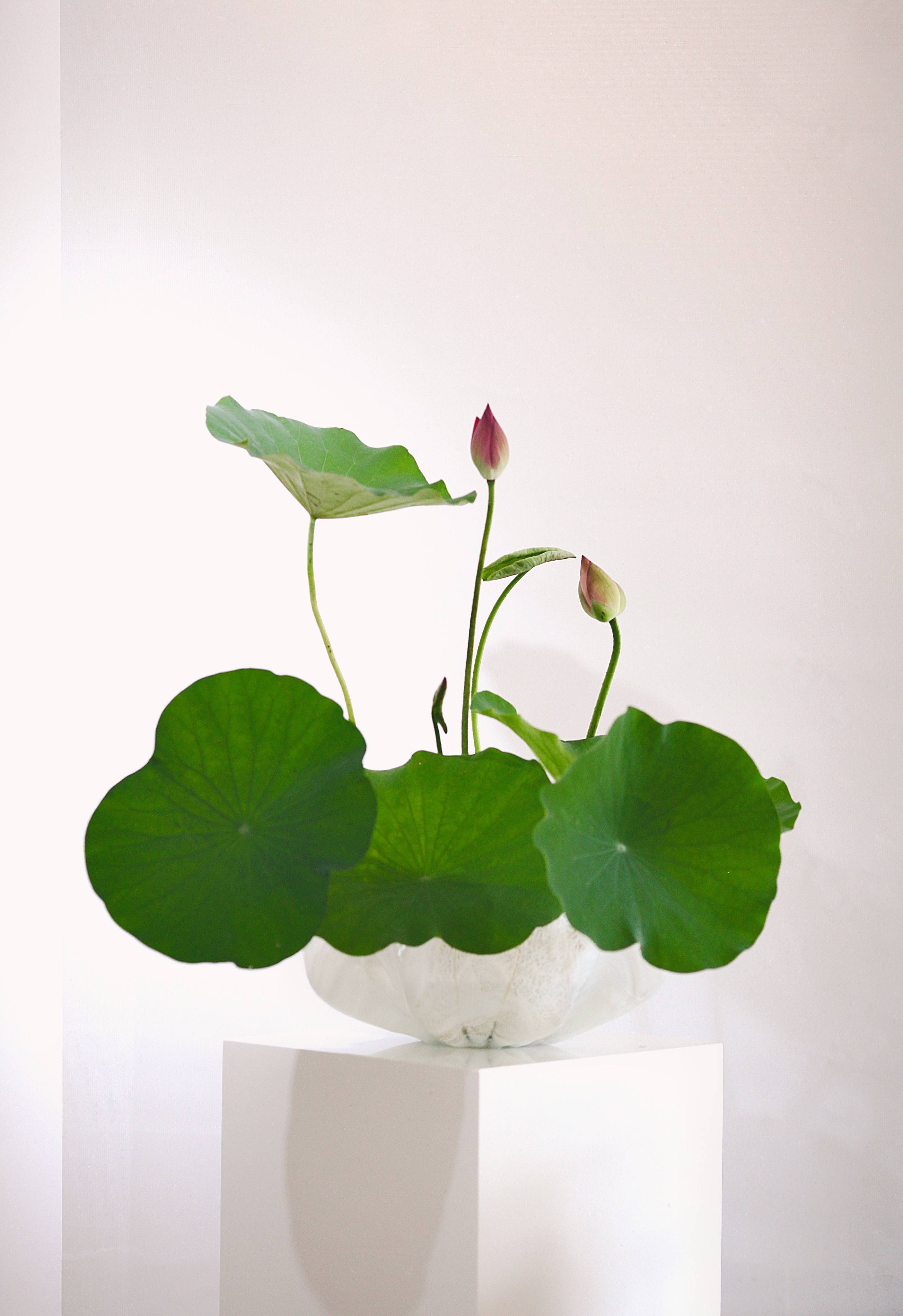 蘭印象支部夏日雅集·风动荷香|东方美学#茶会雅集花道布置