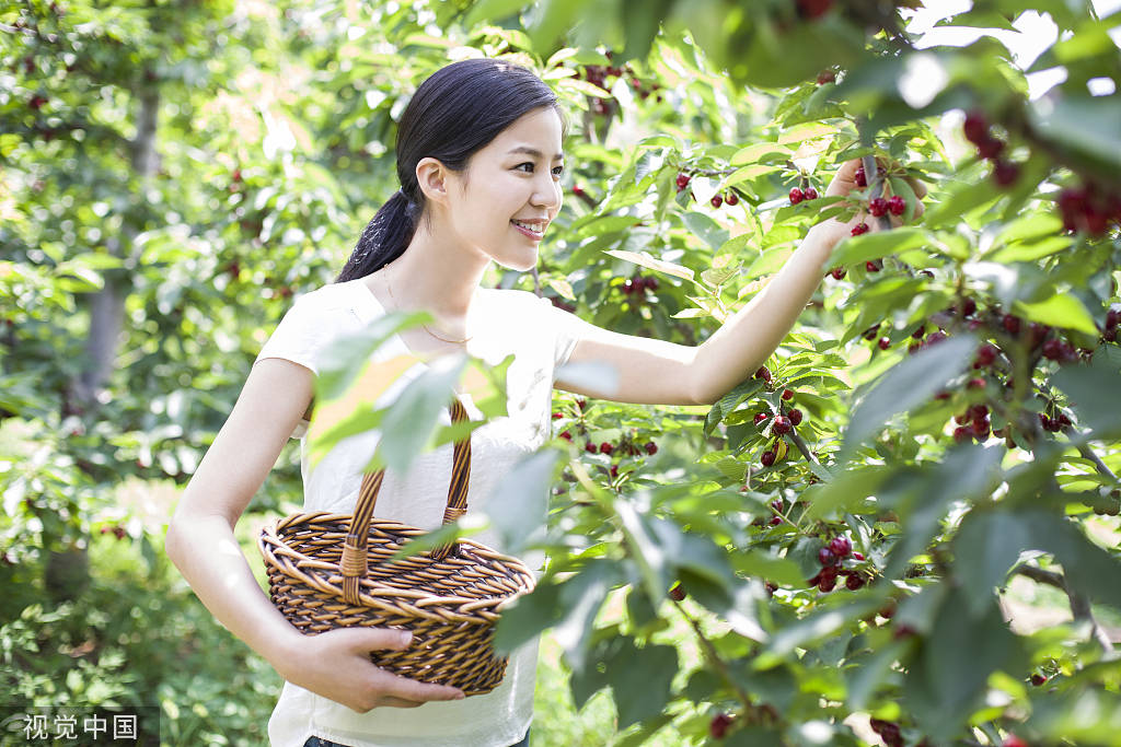 The Most Delicious Cherry in Dalian