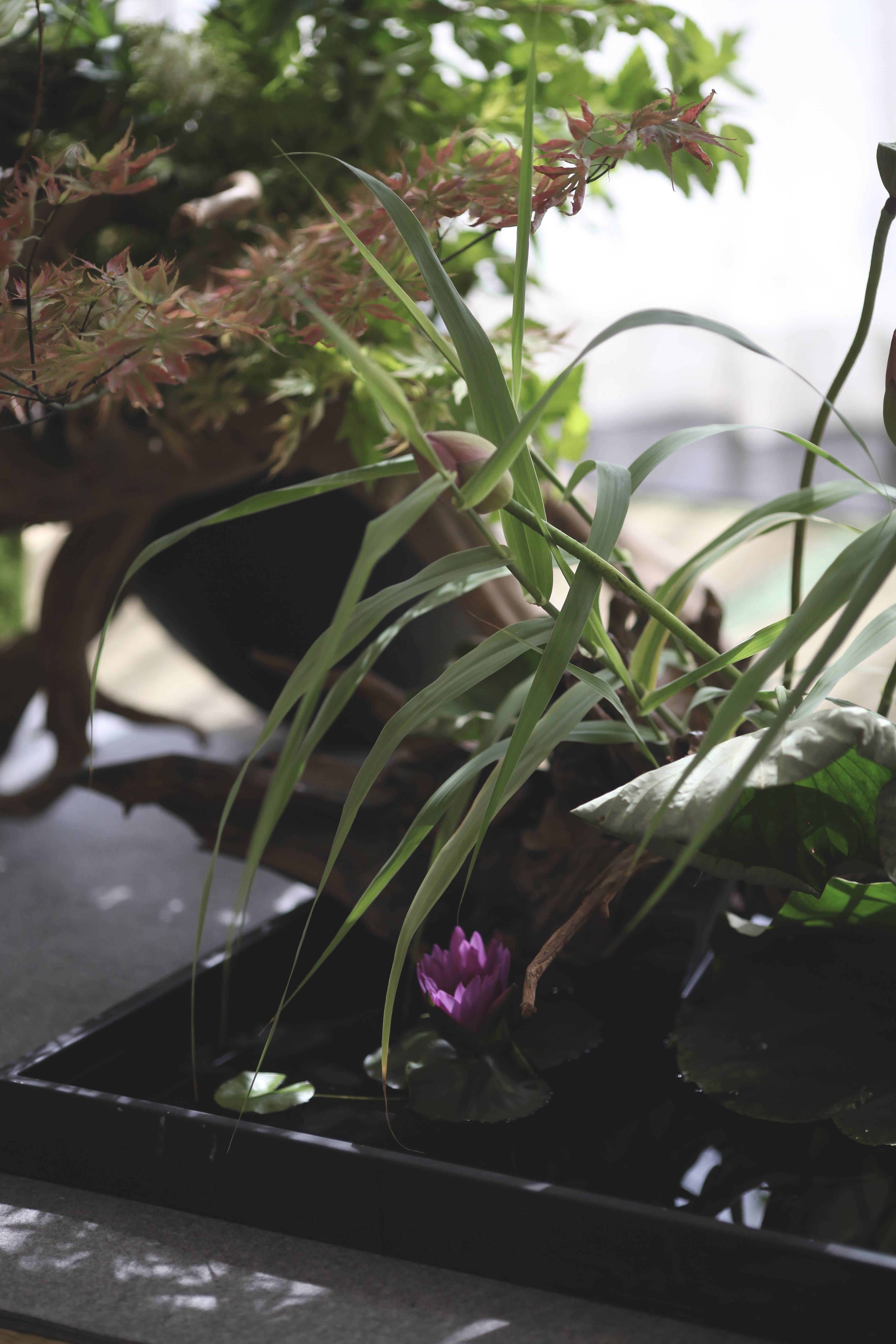 蘭印象支部夏日雅集·风动荷香|东方美学#茶会雅集花道布置