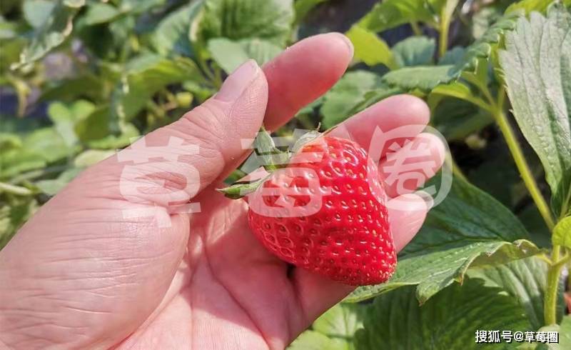 种好草莓第一步，土壤底肥是基础_有机肥料_种植_kg