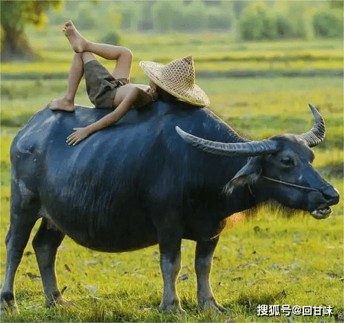 牛背上的牧童图片图片