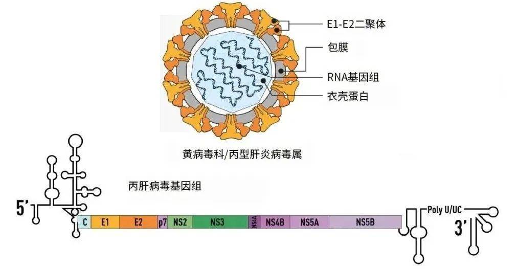 丙肝病毒RNA图片
