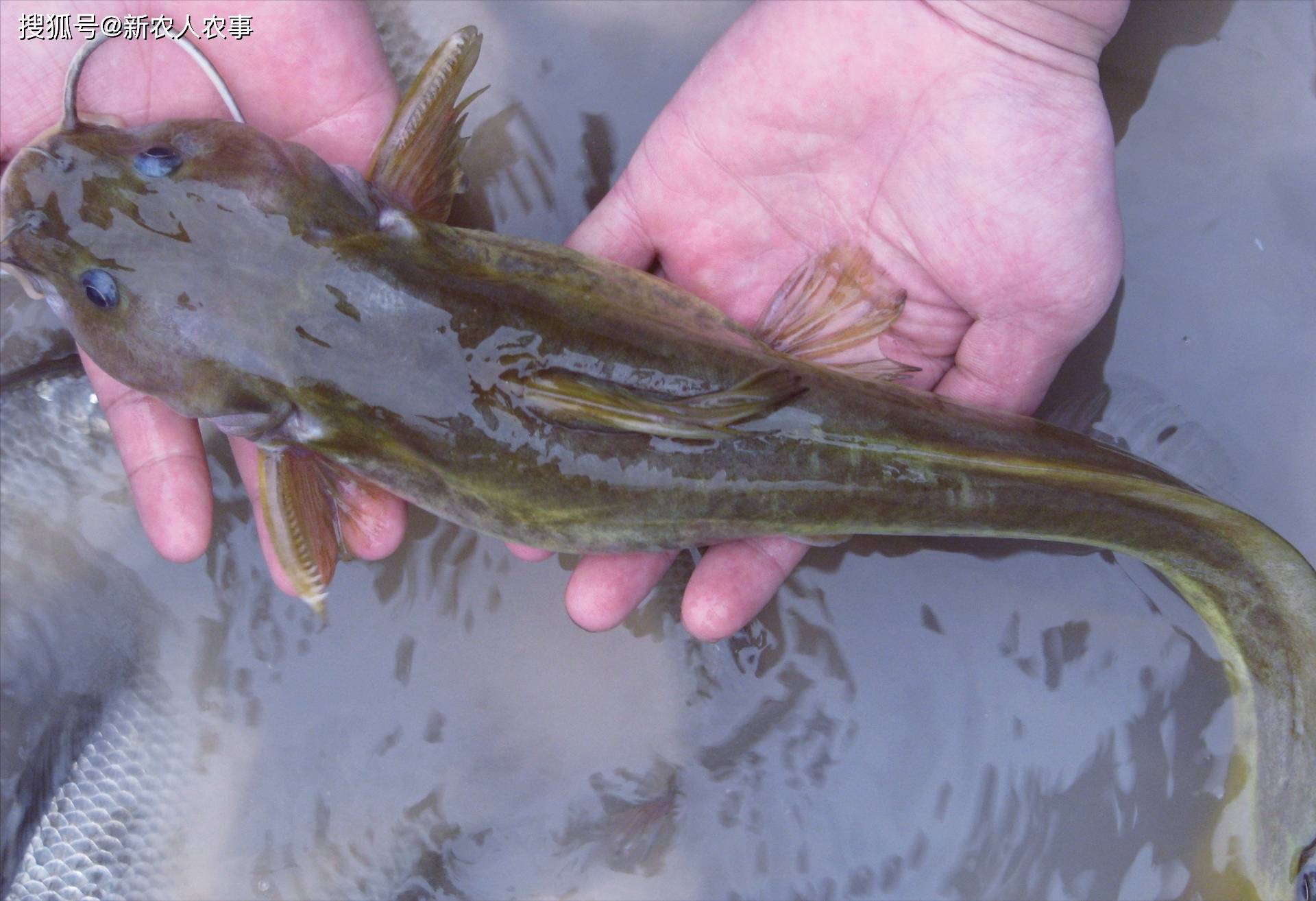 大鳍鳠肉质细嫩鲜美,骨刺少,是一种优质的食用鱼类,有一定经济价值.