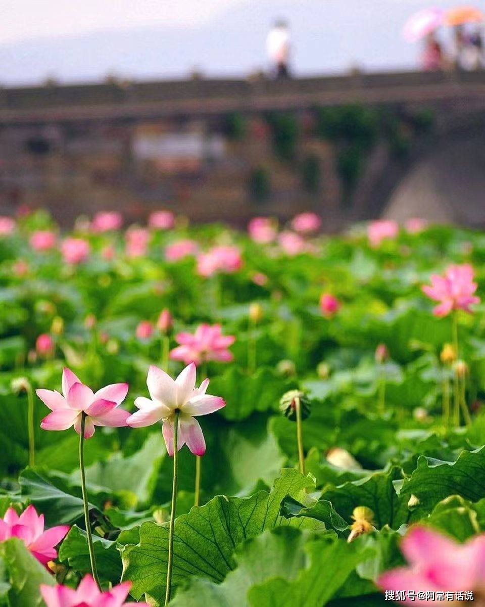 夏日限定，郑州紫荆山公园的荷花开啦！美得不像话，速来打卡！