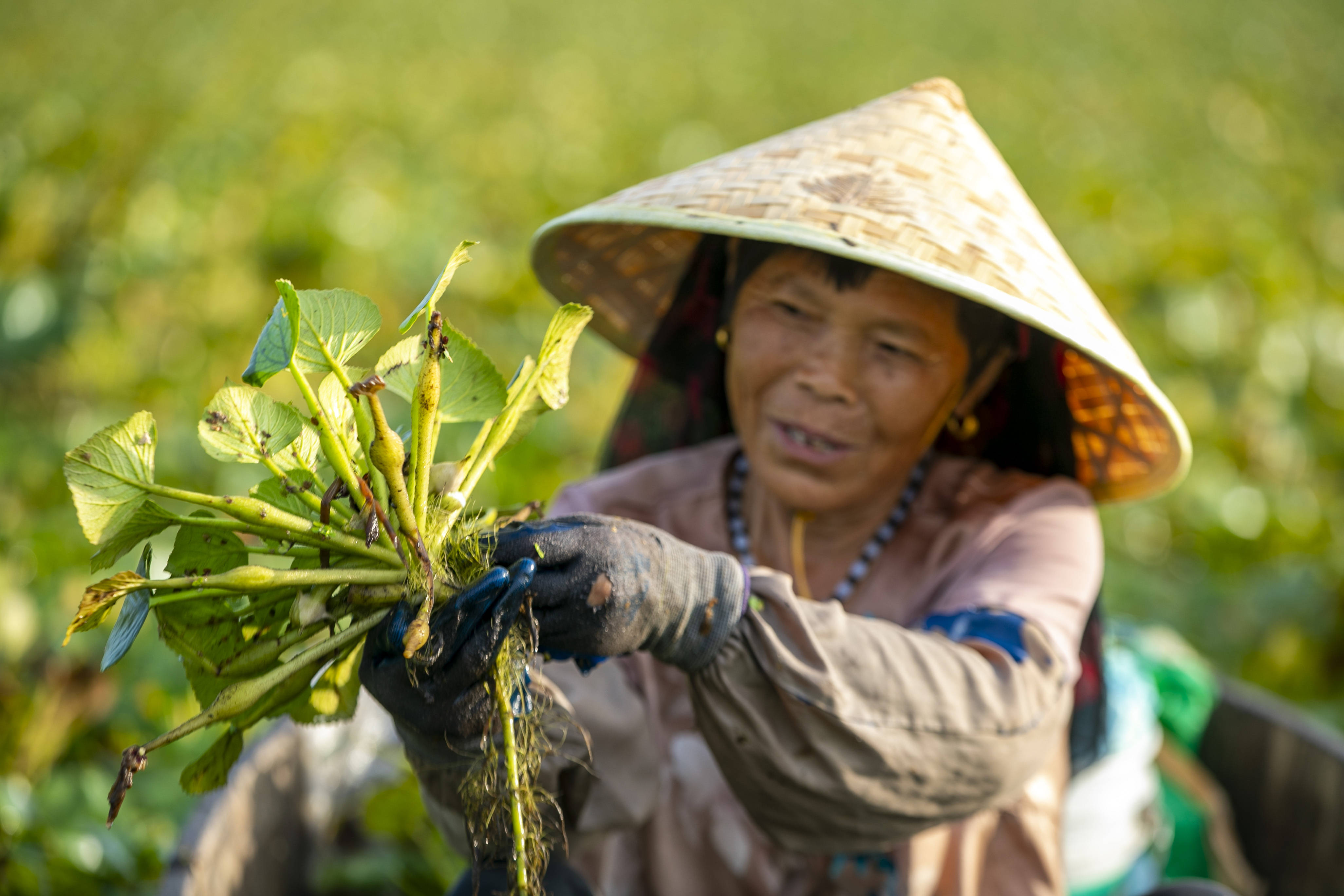 江苏泰州立秋农作忙