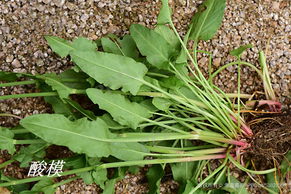 《诗经》里的植物辨识(五十五)"莫"不是酸模_陆玑_本草纲目_茎叶