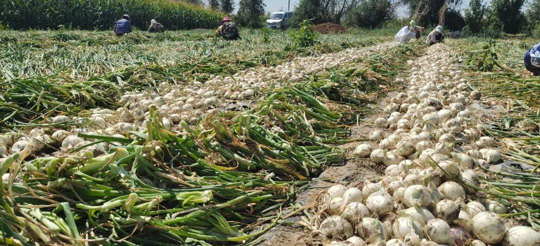 焉耆千亩洋葱喜丰收农民笑开颜