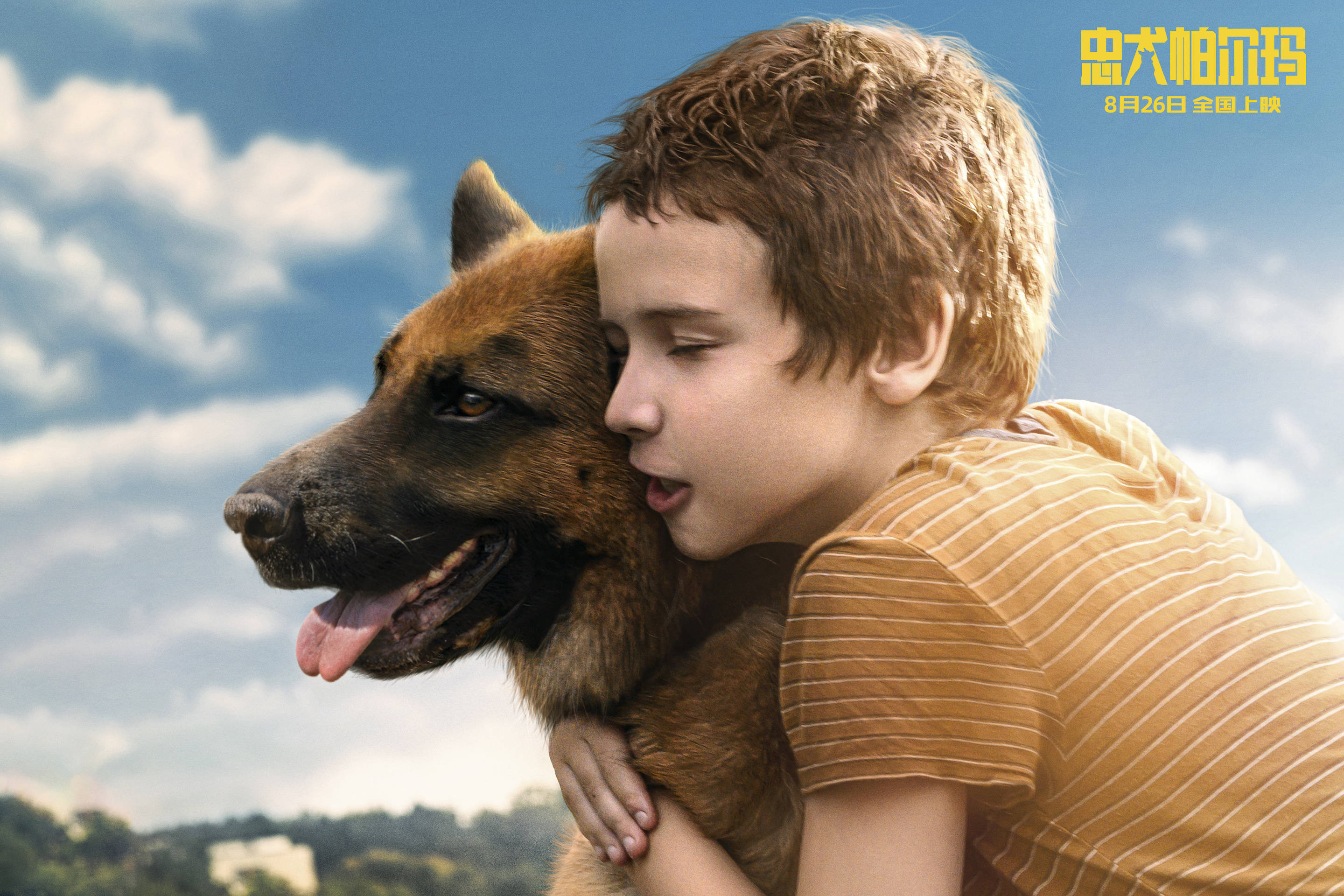 电影忠犬帕尔玛发布终极预告826上映总有生命为治愈你而来
