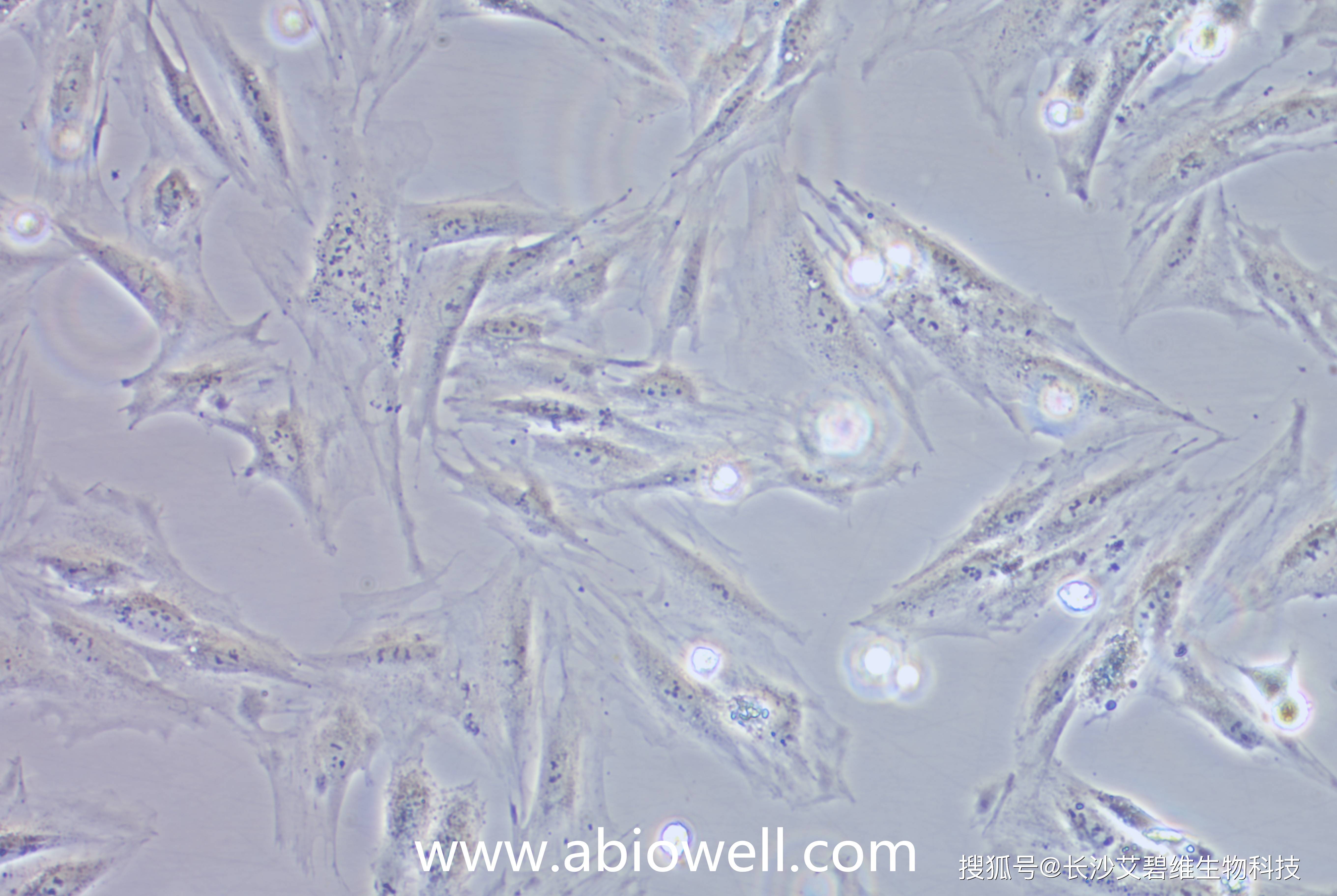 艾碧维(abiowell)常卖细胞清单