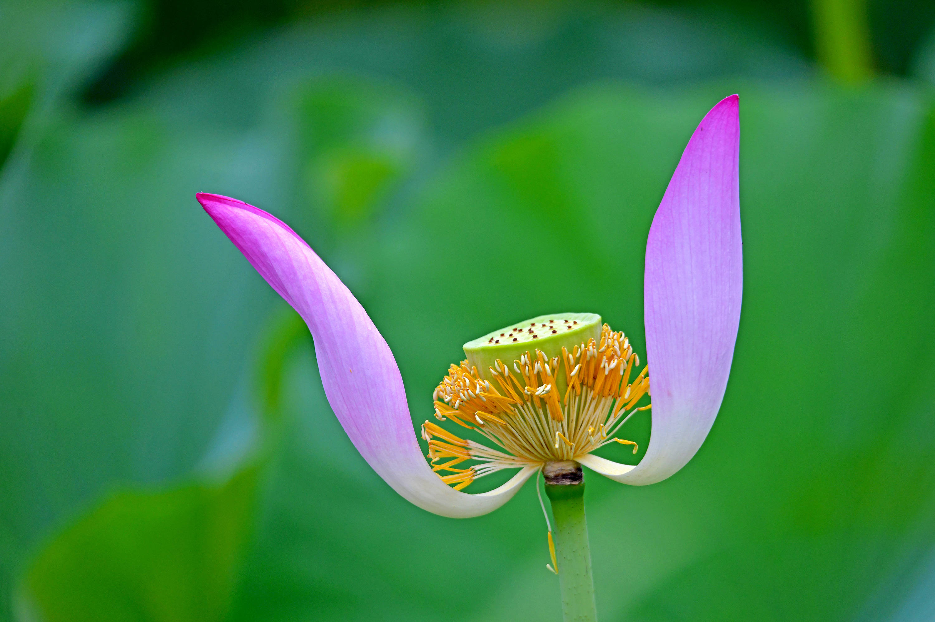 荷塘花鸟画(十七)——晶莹的露珠娇美的荷花_雨水_水露_荷叶