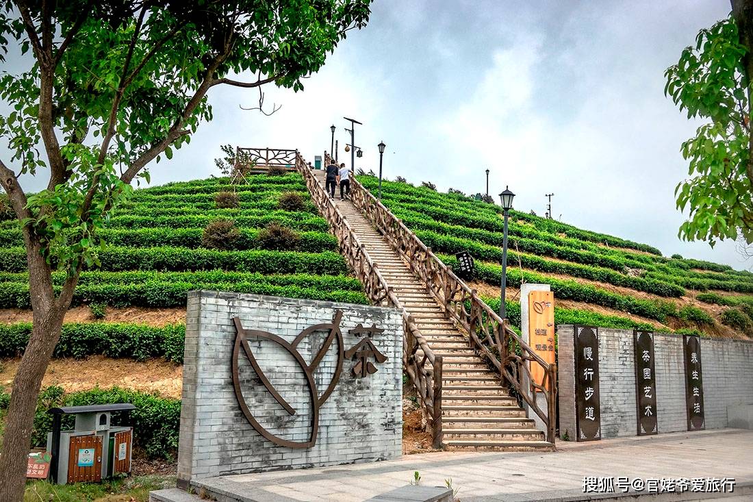 5名党员用50年把50元变成年5500万,苍南五凤茶园让一片树叶富甲一方