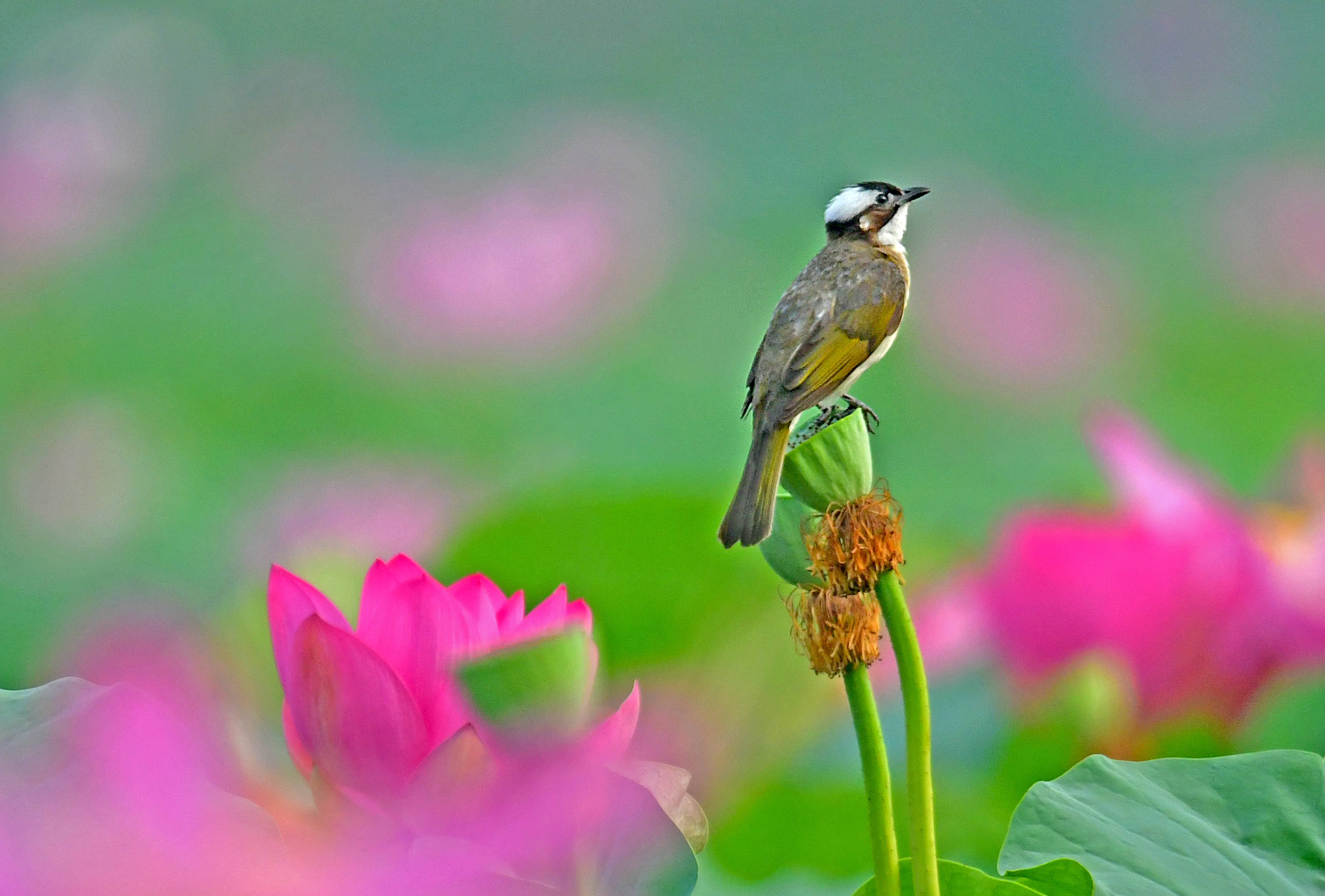 荷塘花鸟画(十八)——满塘荷花红,莲蓬白头鹎._保护_鸟类_满是
