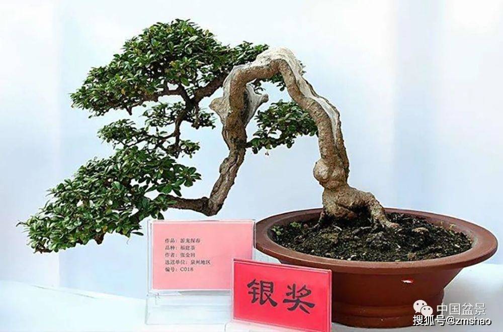 杂木盆景欣赏1-搜狐大视野-搜狐新闻