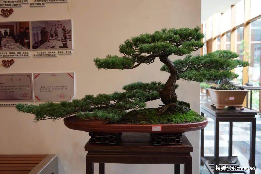 杂木盆景欣赏1-搜狐大视野-搜狐新闻