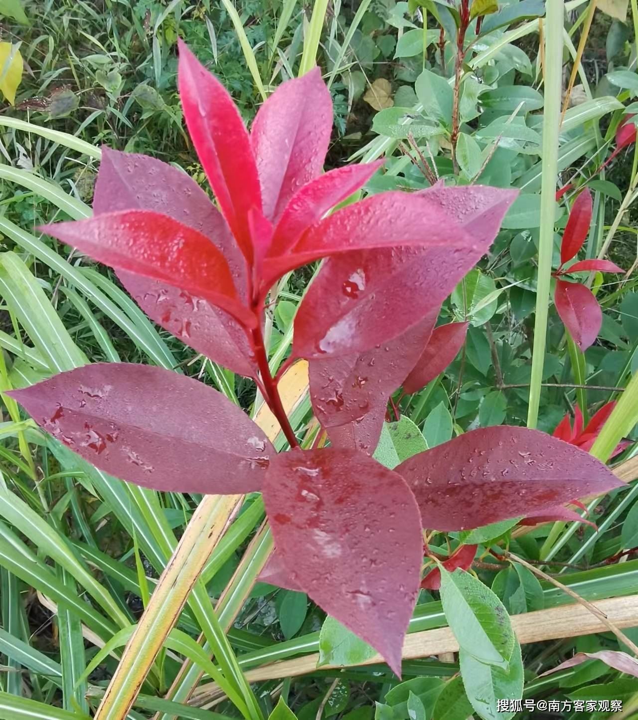 红叶石南的6天影像记-搜狐大视野-搜狐新闻