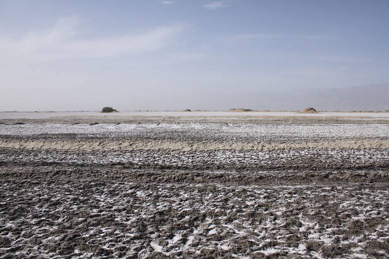 新疆北部盐碱地适合种植的药材,盐碱地种什么药材效益高?