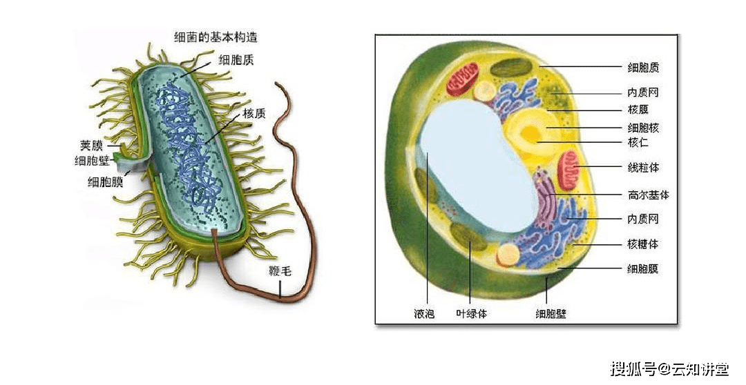 真核细胞结构图片