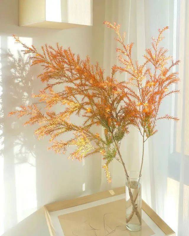 今日识花——千层金又叫黄金香柳_叶子呈_养护_带着