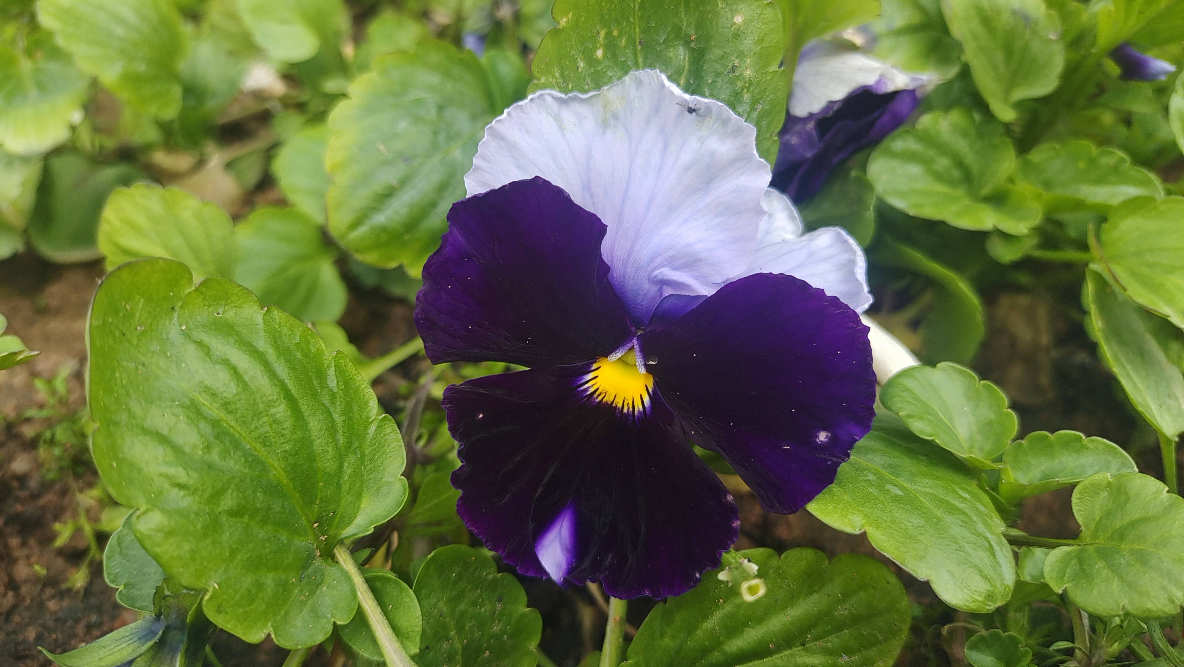 好美的花,花上长出漂亮的蝴蝶花纹!-搜狐大视野-搜狐新闻