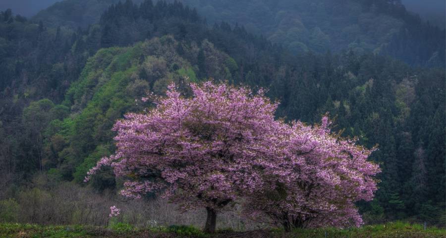 彩电企业的去规模化突围战将于2023年打响-家电圈官网