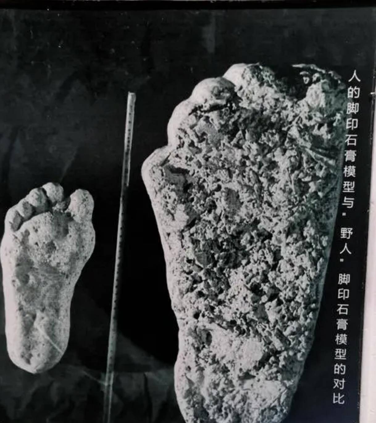 神农架野人之谜,民间千人目击,官方出动调查队大规模搜索_毛发_动物_