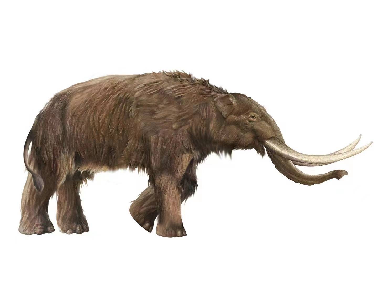 【史前时代】更新世的大象们_猛犸_亚洲_草原