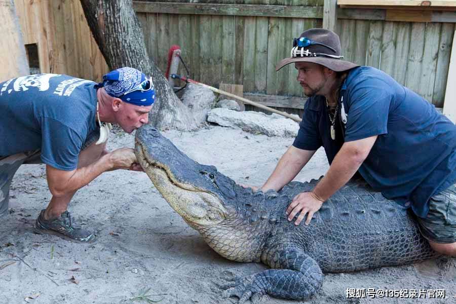 鳄鱼保护纪录片《捕鳄克星》(又译:鳄鱼兄弟)两位非凡的鳄鱼捕手冒着
