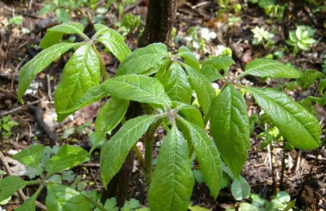 农村1种"拦路草",树枝全是刺,古人金玉满车都不换,可珍贵了_刺五加