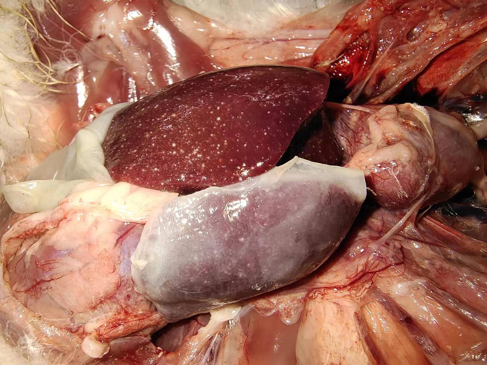 禽医王老师谈鹅呼肠孤的症状和鹅呼长孤病毒的防控方法_临床_特征