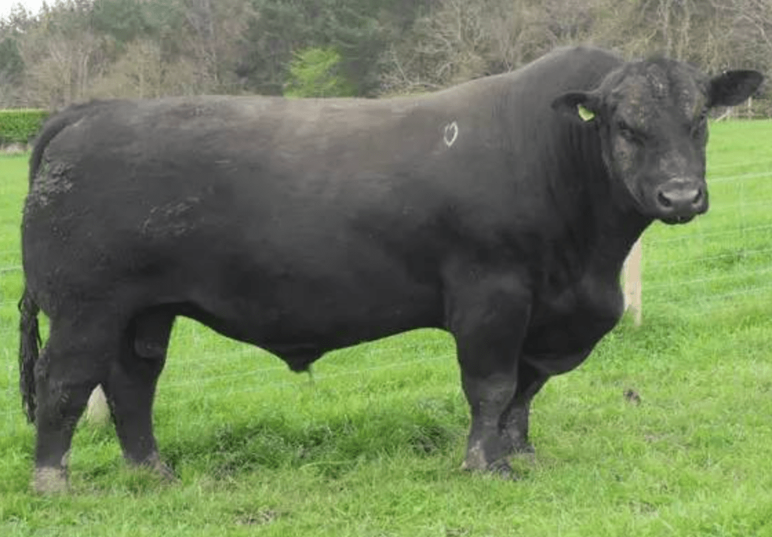 肉牛哪种品种的牛体型最大?