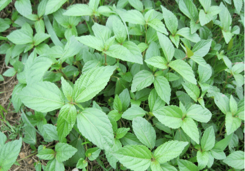 除草先識草,春季常見闊葉雜草圖譜集錦,看看你都知道哪些雜草?