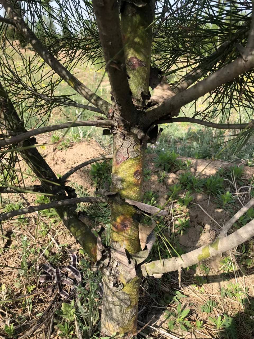 春季白皮松主要病害防治技术-白皮松针叶发黄褐色落针赤枯病-枝枯病