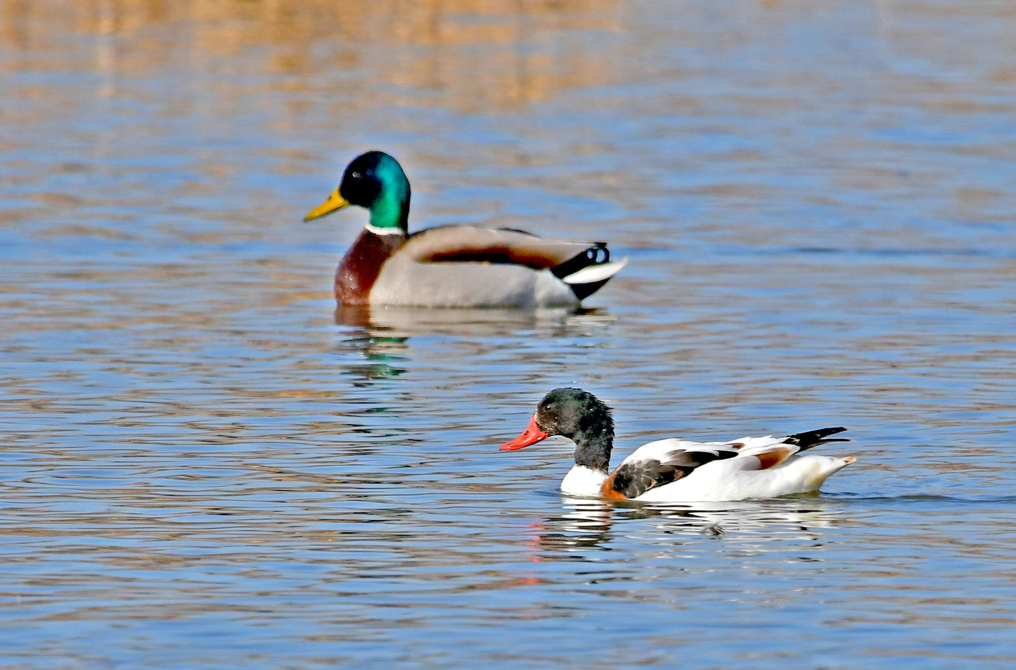 翘鼻麻鸭——观鸟纪实_保护_身体_活动