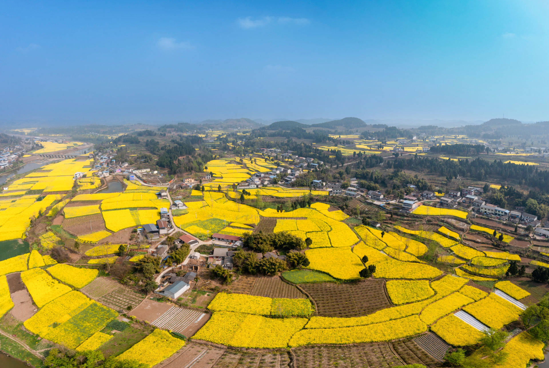 四川德阳旌阳区:双东镇"赏花经济"推进乡村振兴_李花_旅游_活动