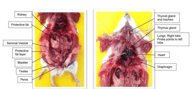 大鼠心脏解剖图片