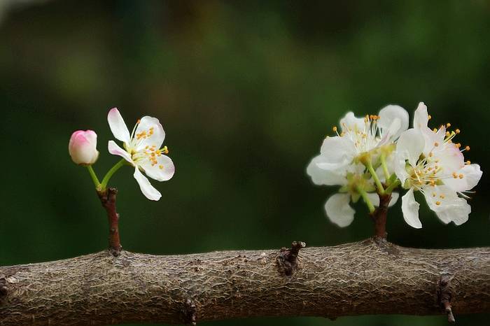 美丽的李花搜狐大视野搜狐新闻