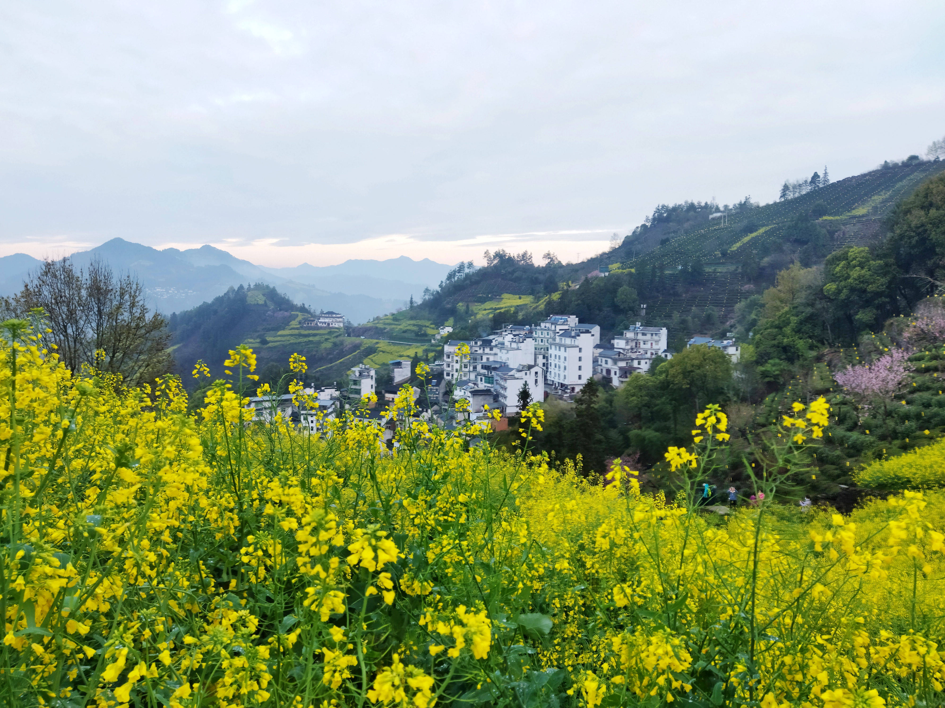 歙縣石潭:花海與雲海交相輝映_安徽省_霞坑鎮_景觀