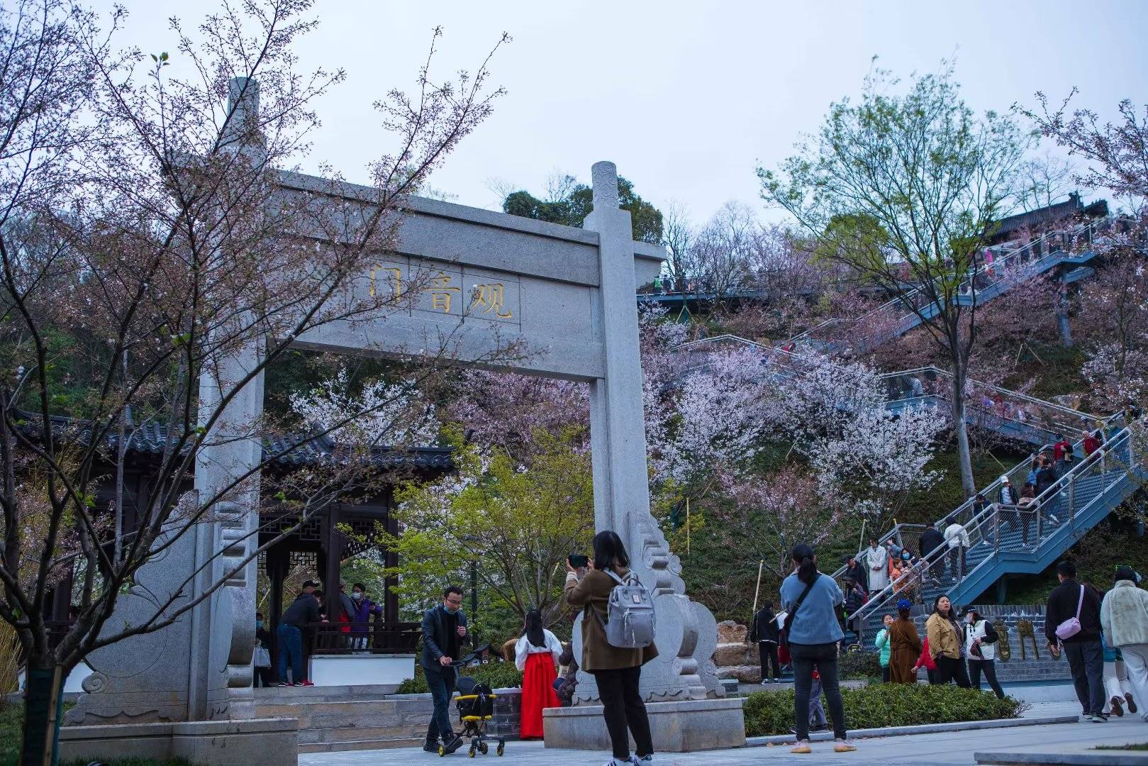 观音门公园的樱花,南京最有层次的樱花