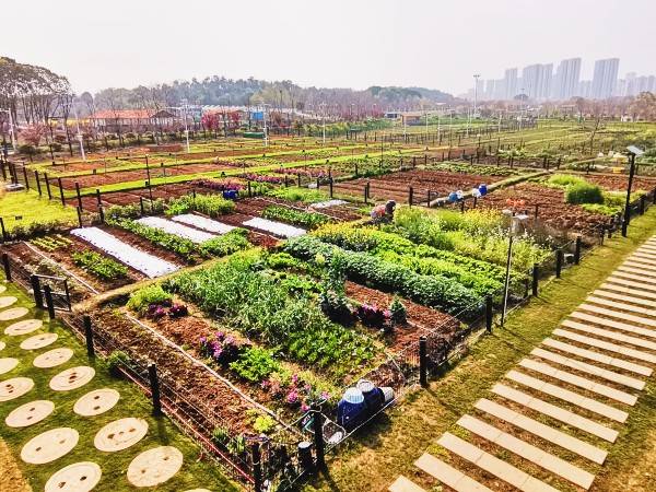 上图:武汉花博汇2021年春天开辟的市民农园,使都市农夫亲身体验农耕的