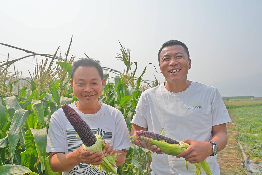 昌宁:春光如画春潮涌_种植_红花_收入