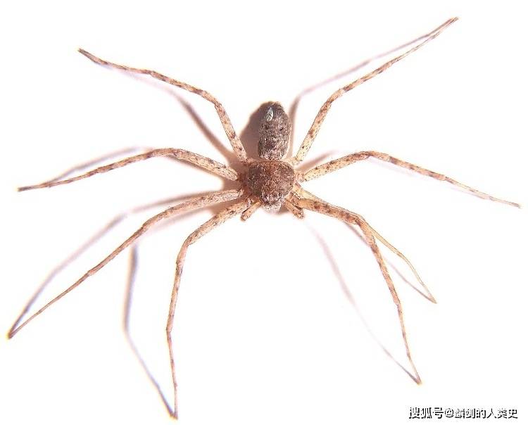 【动物界全系列】新蛛亚目—蟹蛛总科_褐色_草丛_白色