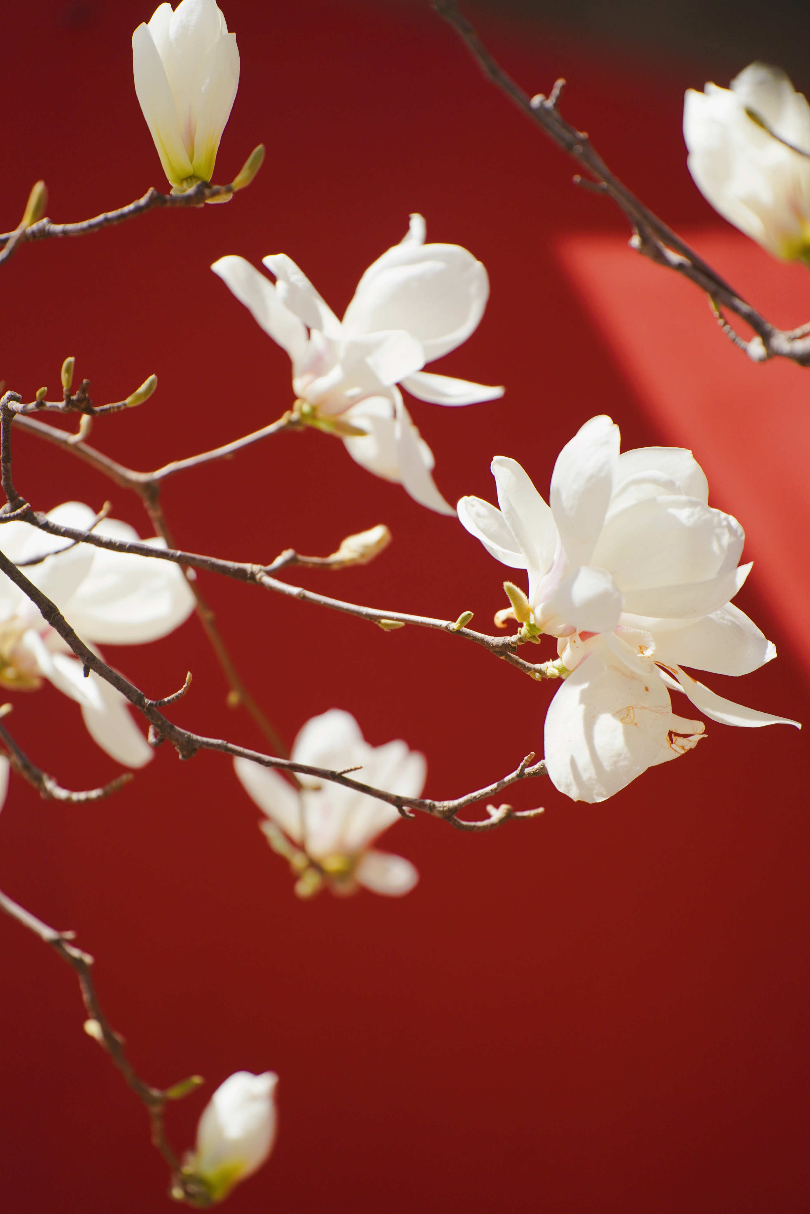 牡丹花水（牡丹花水浇多了怎么办） 第17张