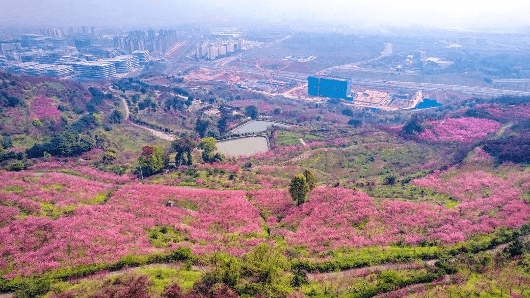 據瞭解,寨山坪生態公園位於科學谷西側,寨山坪東坡,是科學城發展的