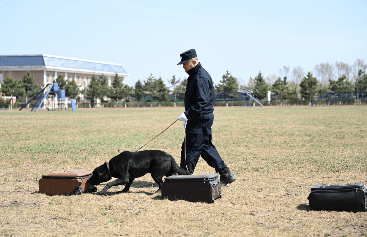 解锁警犬炼成记