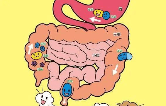 看完后涨知识了_肠道_人体_影响